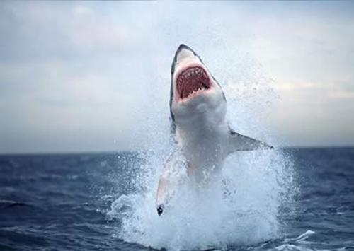 白鲨浮出水面透气被抓拍